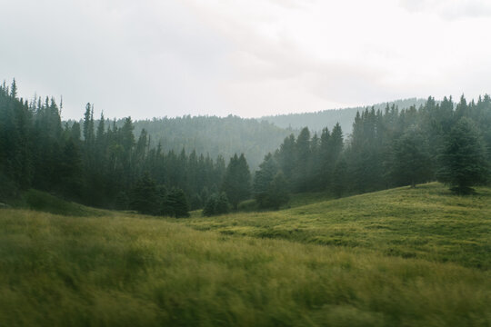 Fototapeta Hazy trees and meadow in the Valles Caldera National Preserve, New Mexico