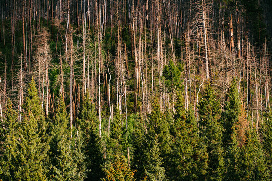 A stand of burnt trees in the Valles Caldera National Preserve, New Mexico