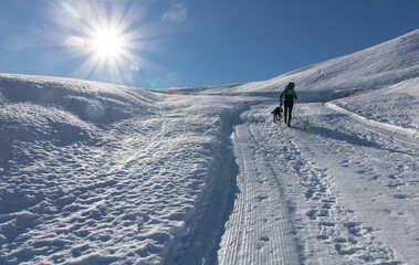 sportif en train d'escalader une montagne à pieds avec ses chiens dans la neige en hiver - obrazy, fototapety, plakaty