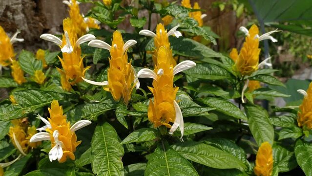 beautiful green white yellow Pachystachys lutea on the ground