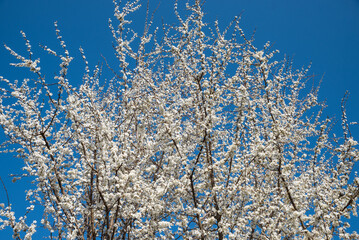 white blooming mirabelle tree and blue sky