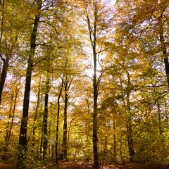 autumn in the forest