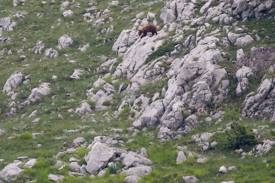 Marsican Brown Bear In The National Park Of Abruzzo, Lazio And Molise