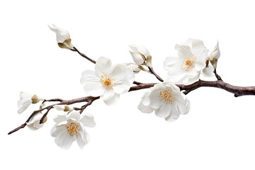 Tropical spring of Branches colorful blooming flowers elements isolated on transparent png background, bouquets greeting or wedding card decoration design.