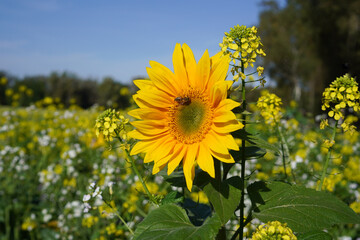 A close-up of a single bright yellow sunflower with a bee on it in a rapeseed field