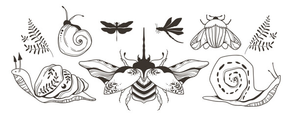 Mystical celestial moth, beetle, dragonfly and snail clip art bundle, magic black and white insects line silhouettes in vector, unreal hand drawn isolated elements set - obrazy, fototapety, plakaty