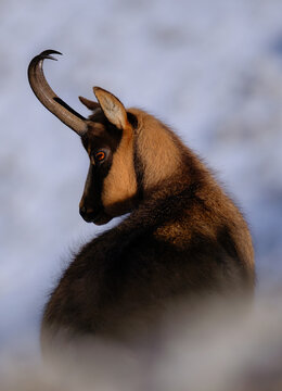 Chamois of the apennines centra