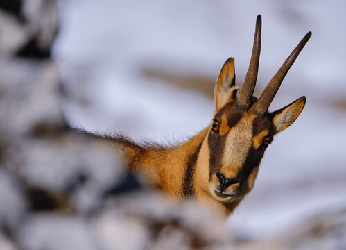 Chamois of the apennines centra