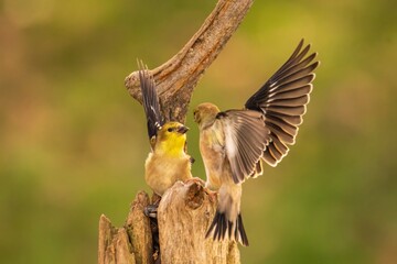 Goldfinches ready to fight