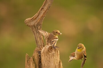 Goldfinches on a post