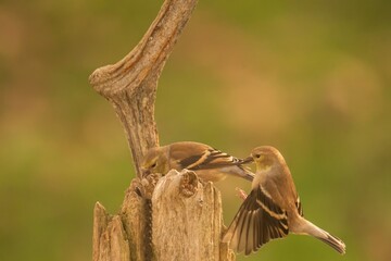 Goldfinches competing for seeds