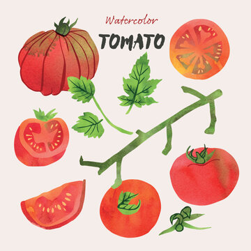 Tomato and leaves watercolor illustration set. Painterly watercolor texture and ink drawing elements. Hand drawn and hand painted. Vector