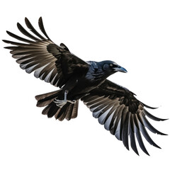 Obraz premium A crow flying on transparent background