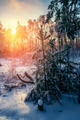 Majestic winter landscape. Frosty pine tree under sunlight at sunset. christmas holiday concept,...