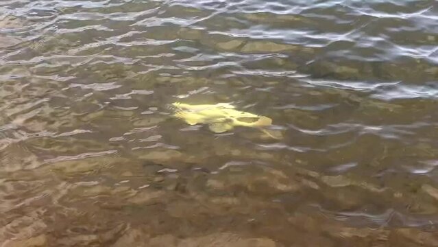 Albino white carp in the Sarah kubitschek city park in Bras&iacute;lia. Largest urban natural park in Latin America. HD video