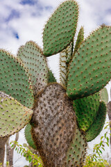 Galapagos Cacti beneath sky