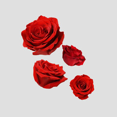 Beautiful red roses falling on light grey background - obrazy, fototapety, plakaty