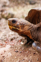 Close up of Toritise in Galapagos