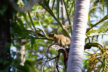 Squirrel sitting on a branch against blur background on a sunny day