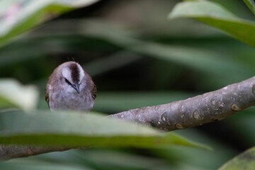 Closeup of a small cute Yellow-vented bulbul on a branch