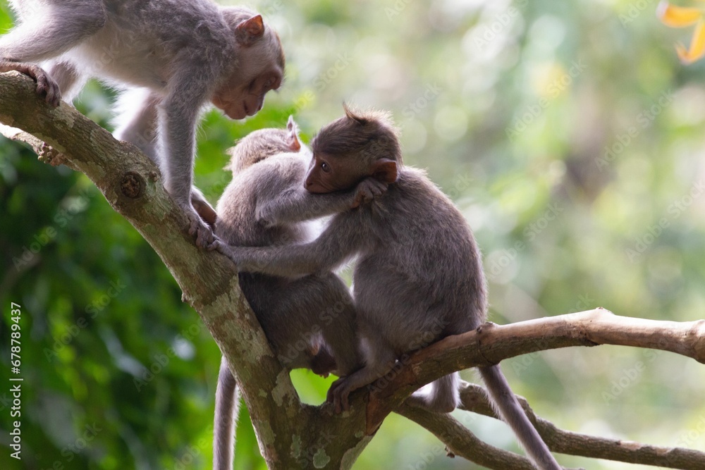 Wall mural closeup shot of cute macaques gathered toghether on the tree in the jungle