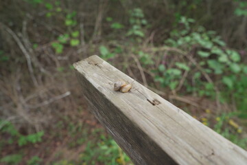 snail on a plank