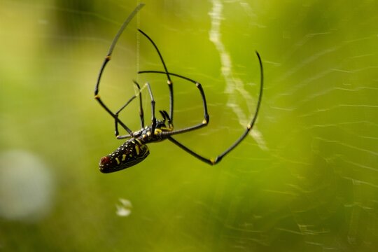 Macro of a Gasteracantha spider on its web