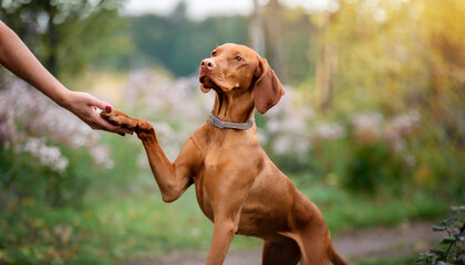 a dog of the brown hungarian vizsla breed stands on the background of a green park the dog is nine months old he looks to the side with a raised paw the photo is blurred - obrazy, fototapety, plakaty