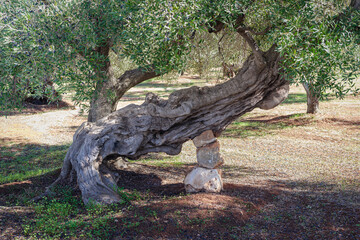 Fototapeta na wymiar Centuries-old olive tree trunk, Puglia, Italy