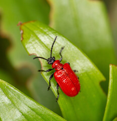 Lily Beetle
