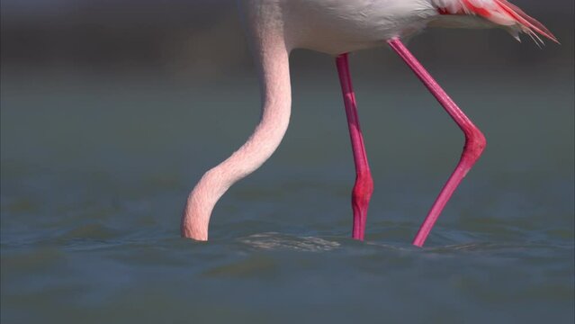 A Greater Flamingo walking in the water looking for food