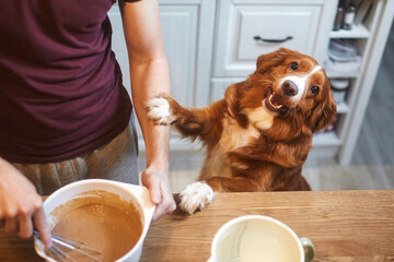 Man and dog together at home in kitchen. Nova Scotia Duck Tolling Retriever happy looking at camera while his pet owner mixing dough to prepare sweet pie..