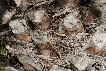 Close view on palm tree trunk. The bark cosists of cut off leaves. The remnants of the leaves form an irregular pattern. Suitable as as a background for nature and abstract related topics.