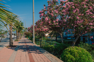 Summer blooming oleander flowers in residential area on Alanya street, Turkey