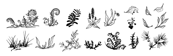Set of sketches, doodles of forest plants, ferns, leaves, berries, wild grass, grass, coniferous branches. Vector graphics.