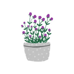 gompherena glabosa illustration, flowers in a pot