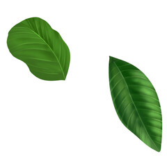 Obraz premium green leaves on a white isolated on transparant background