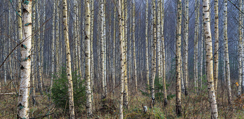Birch background. Young birches forest