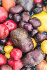 organic potatoes of different colors and sizes close-up selective focus, potato harvest