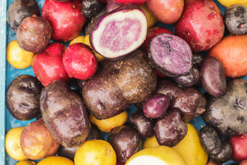organic potatoes of different colors and sizes close-up selective focus, potato harvest