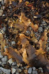 Dry seaweed on a pebble beach 