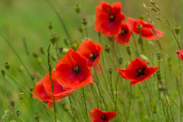 field of poppies