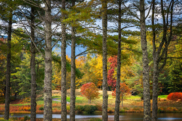 Colorful Autumn Woodlands Through Tall Pine Trees