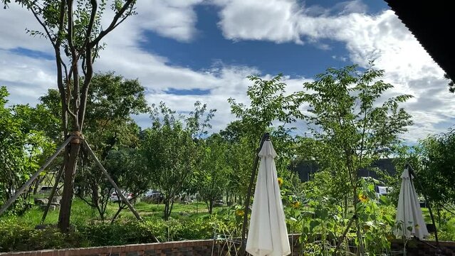 Blue sky through trees at an outdoor cafe in midsummer