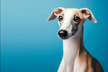Cute whippet dog on a blue background. Free space for text
