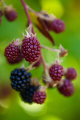 Ripe and unripe blackberries on the bush. Blackberries on the bush in various stages of ripeness.