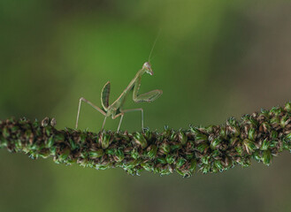 green praying mantis