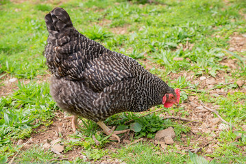 hen pecks in the grass. chicken bird with hammered plumage
