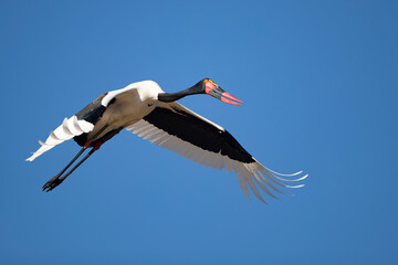 Saddle billed  stork in the sky