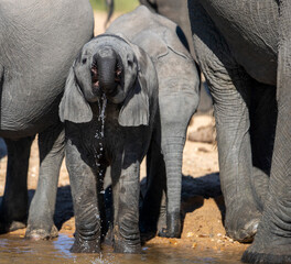 Baby elephant drinking with family